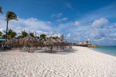 Palm Beach Aruba, muhteşem tropikal plaj, okyanusa dalan palmiye ağacı, altın kum ve mavi gökyüzü.