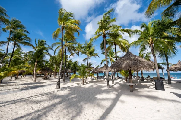 Palm Beach Aruba, Niesamowita tropikalna plaża z palmą wchodzącą do oceanu przed błękitnym oceanem, złotym piaskiem i błękitnym niebem — Zdjęcie stockowe