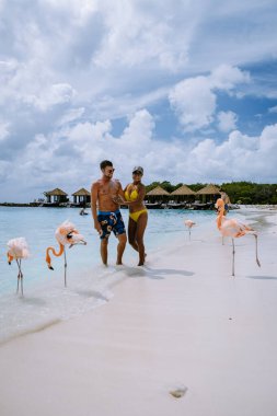 Plajda pembe flamingolu Aruba plajı, Aruba Adası Karayiplerinde flamingo.