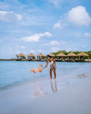 Plajda pembe flamingolu Aruba plajı, Aruba Adası Karayiplerinde flamingo.