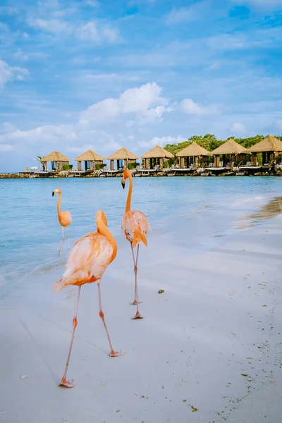 Praia de Aruba com flamingos cor-de-rosa na praia, flamingo na praia na Ilha de Aruba Caribe — Fotografia de Stock