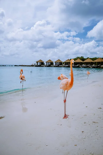 Strand von Aruba mit rosa Flamingos am Strand, Flamingo am Strand der Karibik-Insel Aruba — Stockfoto