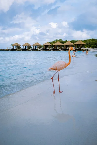 ビーチでピンクのフラミンゴを持つアルバビーチ、アルバ島のビーチでフラミンゴカリブ海 — ストック写真