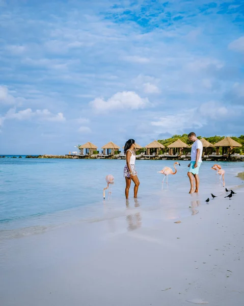 Plajda pembe flamingolu Aruba plajı, Aruba Adası Karayiplerinde flamingo. — Stok fotoğraf