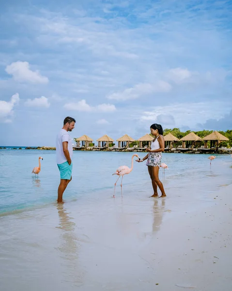 Aruba beach with pink flamingos at the beach, flamingo at the beach in Aruba Island Caribbean — Stock Photo, Image