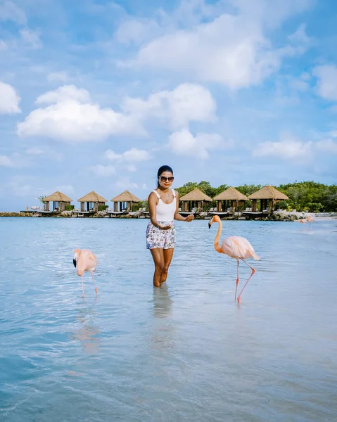 Aruba strand rózsaszín flamingókkal a strandon, flamingó a strandon Aruba sziget Karib-tenger — Stock Fotó