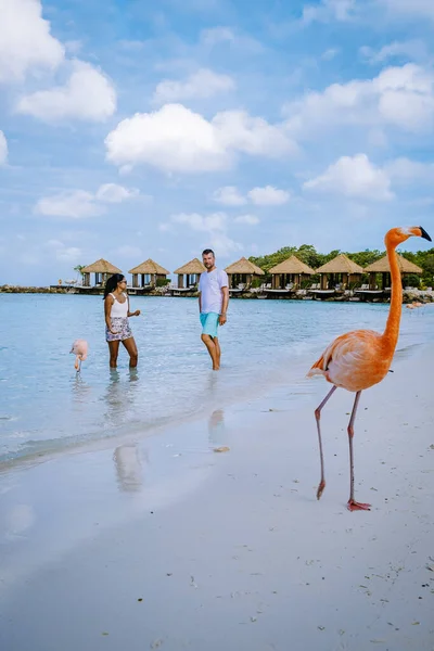 Aruba beach with pink flamingos at the beach, flamingo at the beach in Aruba Island Caribbean — Stock Photo, Image