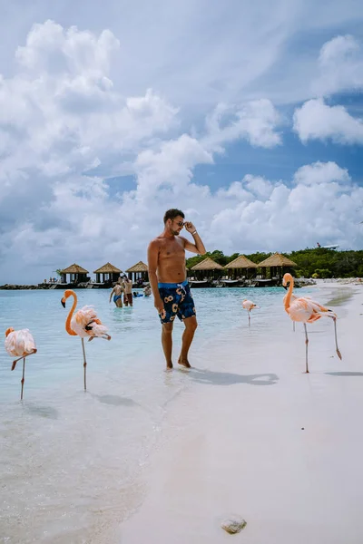 Aruba beach with pink flamingos at the beach, flamingo at the beach in Aruba Island Caribbean — Stock Photo, Image