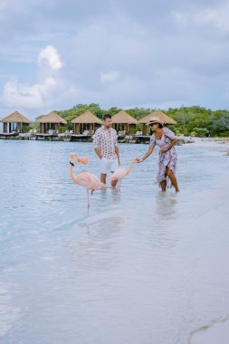 Plajda pembe flamingolu Aruba plajı, Aruba Adası Karayiplerinde flamingo.