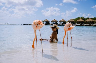 Plajda pembe flamingolu Aruba plajı, Aruba Adası Karayiplerinde flamingo.