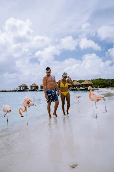 Plajda pembe flamingolu Aruba plajı, Aruba Adası Karayiplerinde flamingo. — Stok fotoğraf