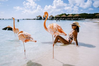 Plajda pembe flamingolu Aruba plajı, Aruba Adası Karayiplerinde flamingo.