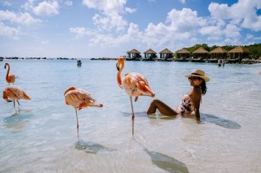 Plajda pembe flamingolu Aruba plajı, Aruba Adası Karayiplerinde flamingo.