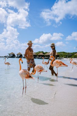 Plajda pembe flamingolu Aruba plajı, Aruba Adası Karayiplerinde flamingo.