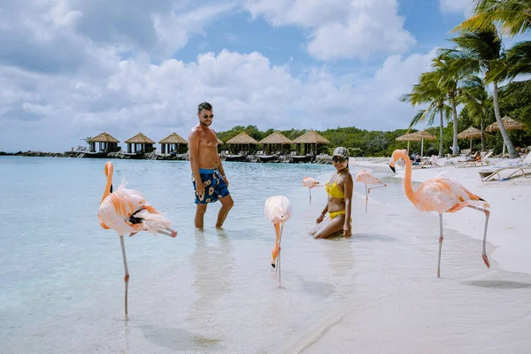 Aruba strand rózsaszín flamingókkal a strandon, flamingó a strandon Aruba sziget Karib-tenger — Stock Fotó
