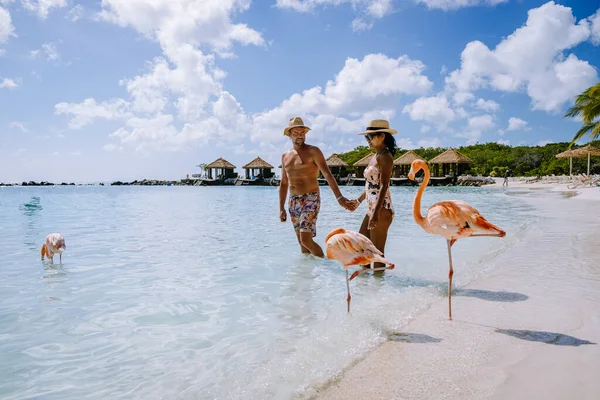 Aruba beach with pink flamingos at the beach, flamingo at the beach in Aruba Island Caribbean — Stock Photo, Image