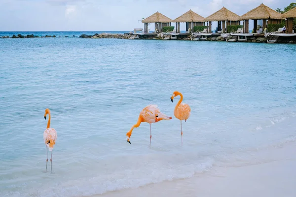 분홍색 플라밍고들 이 해변에 있는 아루바 해변, 아루바섬 카리브해의해 변에 있는 홍학 — 스톡 사진