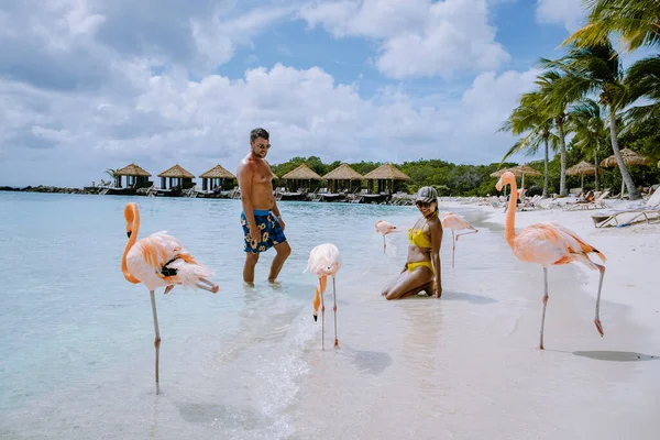 Playa de Aruba con flamencos rosados en la playa, flamenco en la playa en Aruba Island Caribe — Foto de Stock