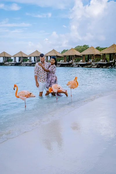 Plajda pembe flamingolu Aruba plajı, Aruba Adası Karayiplerinde flamingo. — Stok fotoğraf