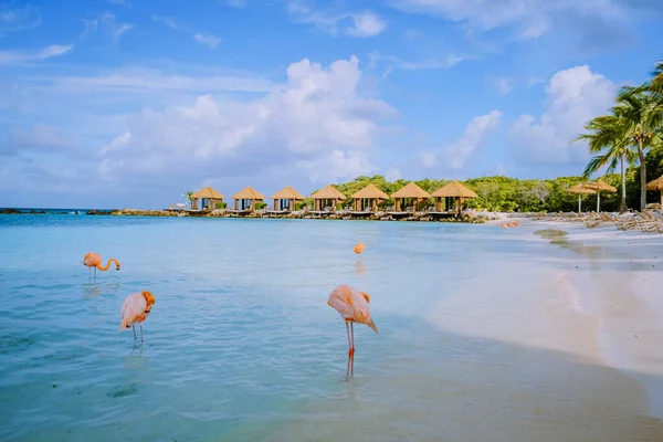 Praia de Aruba com flamingos cor-de-rosa na praia, flamingo na praia na Ilha de Aruba Caribe — Fotografia de Stock