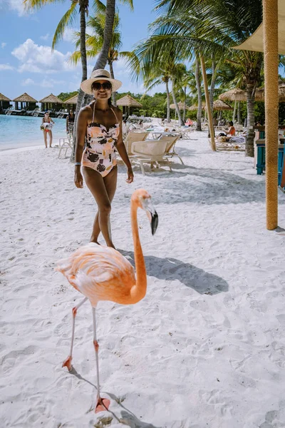 Παραλία Αρούμπα με ροζ φλαμίνγκο στην παραλία, φλαμίνγκο στην παραλία της Αρούμπα Καραϊβική — Φωτογραφία Αρχείου