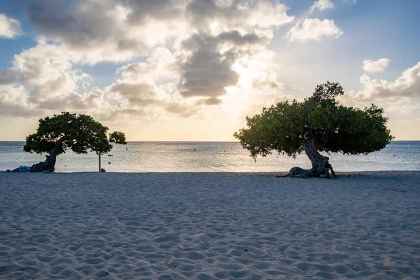 Divi Dive Trees ved Eagle Beach i Aruba – stockfoto