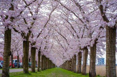 Sakura Kiraz Çiçeği Sokağı. Hollanda 'da ilkbaharda çiçek açan kiraz ağaçları ve yeşil çimlerle muhteşem manzaralı bir park. Kiraz ağacının pembe çiçekleri.