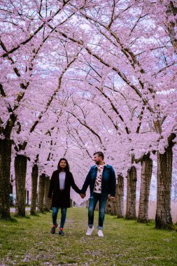 Sakura Kiraz Çiçeği Sokağı. Hollanda 'da ilkbaharda çiçek açan kiraz ağaçları ve yeşil çimlerle muhteşem manzaralı bir park. Kiraz ağacının pembe çiçekleri.