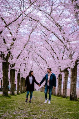 Sakura Kiraz Çiçeği Sokağı. Hollanda 'da ilkbaharda çiçek açan kiraz ağaçları ve yeşil çimlerle muhteşem manzaralı bir park. Kiraz ağacının pembe çiçekleri.