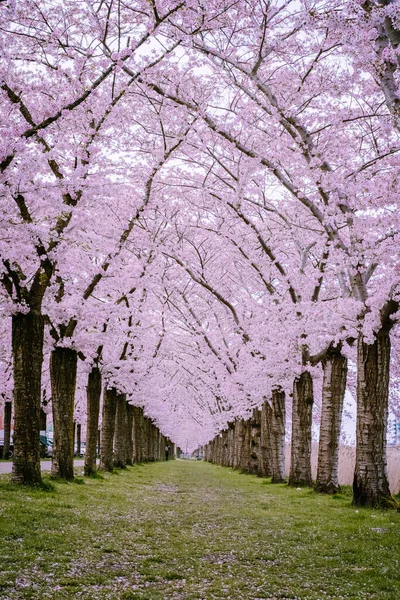 Sakura Cherry blossoming alley. Wonderful scenic park with rows of blooming cherry sakura trees and green lawn in spring, Netherlands. Pink flowers of cherry tree. — Stock Photo, Image