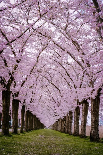 Sakura Cherry blossoming alley. Wonderful scenic park with rows of blooming cherry sakura trees and green lawn in spring, Netherlands. Pink flowers of cherry tree. — Stock Photo, Image