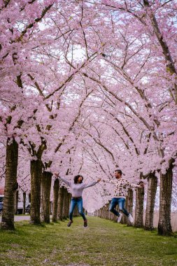 Sakura Kiraz Çiçeği Sokağı. Hollanda 'da ilkbaharda çiçek açan kiraz ağaçları ve yeşil çimlerle muhteşem manzaralı bir park. Kiraz ağacının pembe çiçekleri.