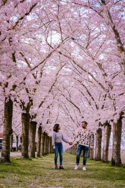Sakura Kiraz Çiçeği Sokağı. Hollanda 'da ilkbaharda çiçek açan kiraz ağaçları ve yeşil çimlerle muhteşem manzaralı bir park. Kiraz ağacının pembe çiçekleri.