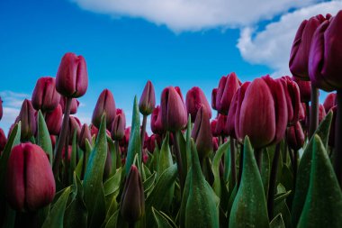 İlkbaharda ampul tarlalarının havadan görünüşü, Hollanda Flevoland 'daki renkli lale tarlaları