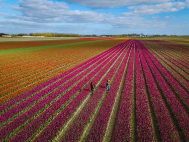 İlkbaharda ampul tarlalarının havadan görünüşü, Hollanda Flevoland 'daki renkli lale tarlaları