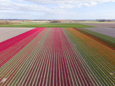 İlkbaharda ampul tarlalarının havadan görünüşü, Hollanda Flevoland 'daki renkli lale tarlaları