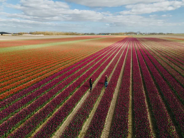 春の球根畑の空中風景、春のオランダのカラフルなチューリップ畑 — ストック写真