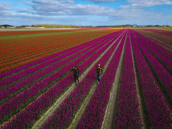 Vista aérea de campos de bulbos en primavera, coloridos campos de tulipanes en los Países Bajos Flevoland durante la primavera — Foto de Stock