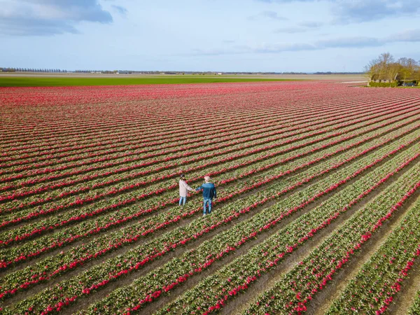 Vista aérea de campos de bulbos en primavera, coloridos campos de tulipanes en los Países Bajos Flevoland durante la primavera — Foto de Stock