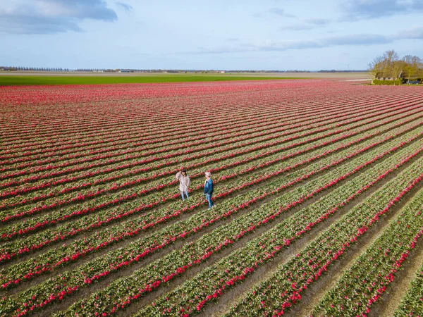 Vista aérea de campos de bulbos en primavera, coloridos campos de tulipanes en los Países Bajos Flevoland durante la primavera — Foto de Stock