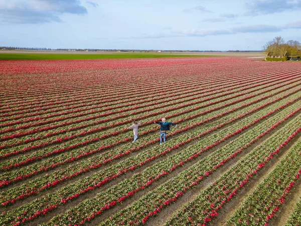 İlkbaharda ampul tarlalarının havadan görünüşü, Hollanda Flevoland 'daki renkli lale tarlaları — Stok fotoğraf