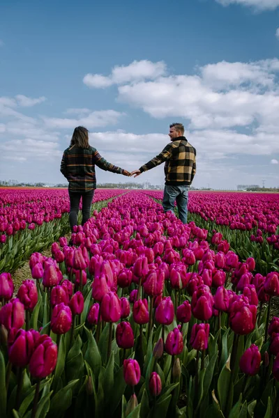 İlkbaharda ampul tarlalarının havadan görünüşü, Hollanda Flevoland 'daki renkli lale tarlaları — Stok fotoğraf