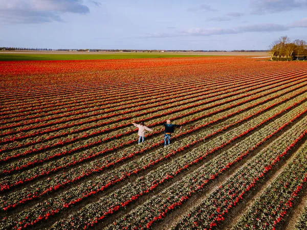 İlkbaharda ampul tarlalarının havadan görünüşü, Hollanda Flevoland 'daki renkli lale tarlaları — Stok fotoğraf