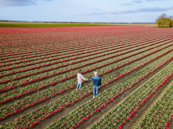 Vista aérea de campos de bulbos en primavera, coloridos campos de tulipanes en los Países Bajos Flevoland durante la primavera — Foto de Stock