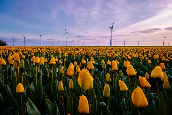 Vista aérea dos campos de lâmpadas na primavera, campos de tulipas coloridos na Flevolândia dos Países Baixos durante a primavera — Fotografia de Stock
