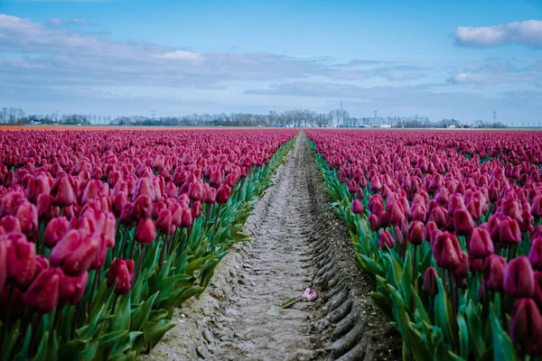 İlkbaharda ampul tarlalarının havadan görünüşü, Hollanda Flevoland 'daki renkli lale tarlaları — Stok fotoğraf