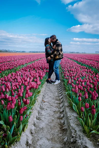 İlkbaharda ampul tarlalarının havadan görünüşü, Hollanda Flevoland 'daki renkli lale tarlaları — Stok fotoğraf