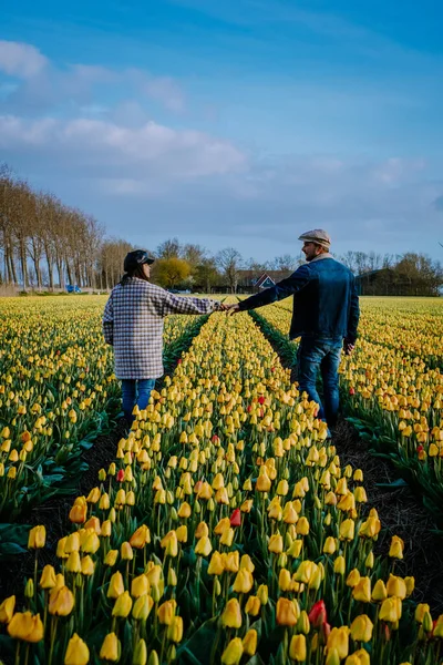 İlkbaharda ampul tarlalarının havadan görünüşü, Hollanda Flevoland 'daki renkli lale tarlaları — Stok fotoğraf