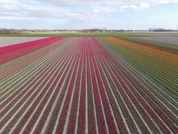 春の球根畑の空中風景、春のオランダのカラフルなチューリップ畑 — ストック写真