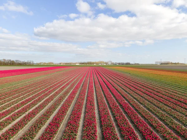 Vista aérea de campos de bulbos en primavera, coloridos campos de tulipanes en los Países Bajos Flevoland durante la primavera — Foto de Stock